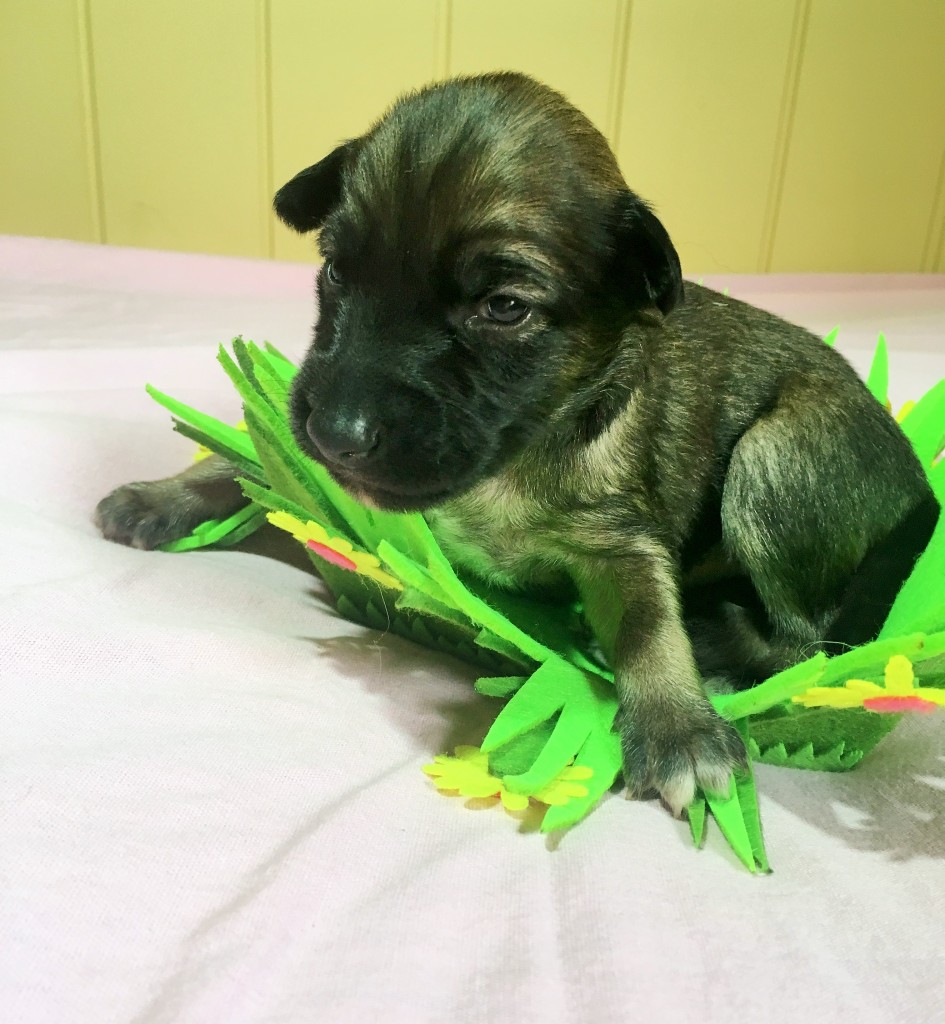 Kinderlied vom schwazren Schwan
