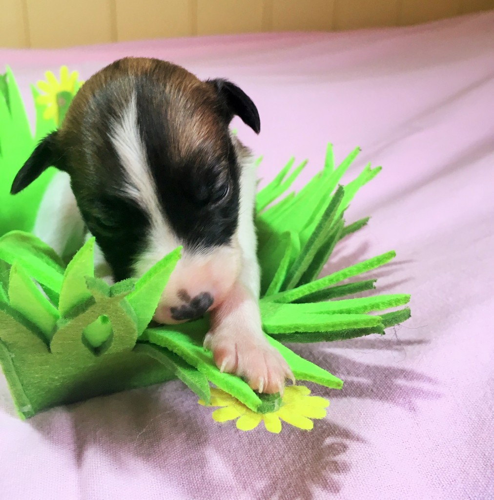 Königin vom schwarzen Schwan