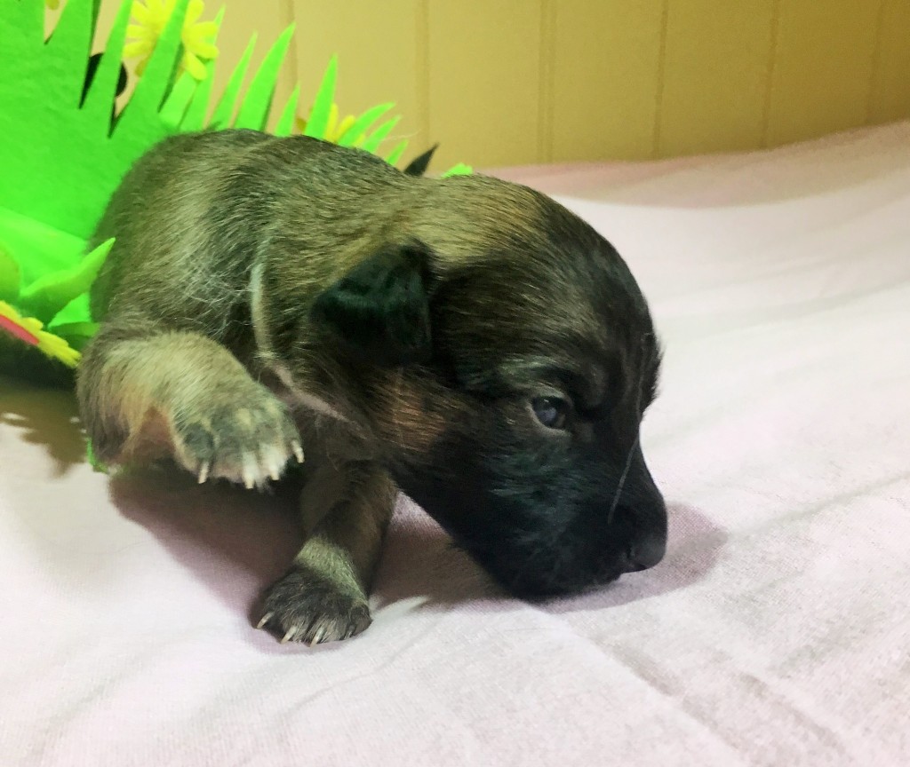 Kristall vom schwarzen Schwan