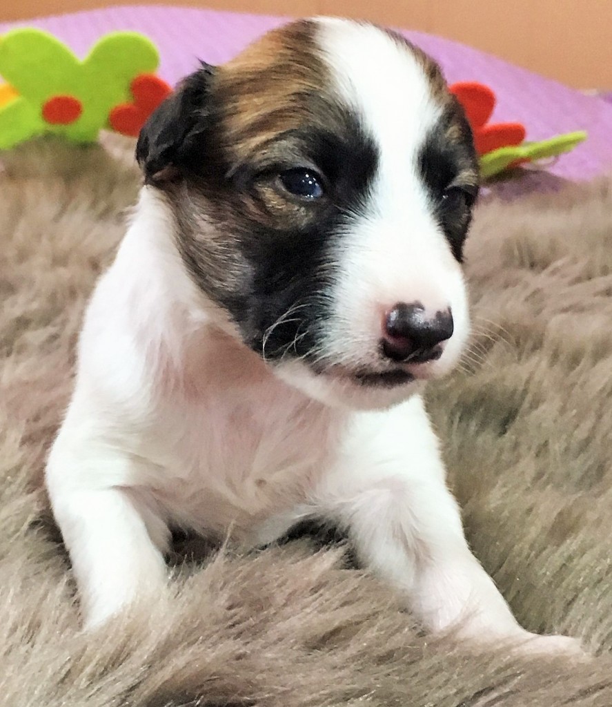 Leben vom schwarzen Schwan