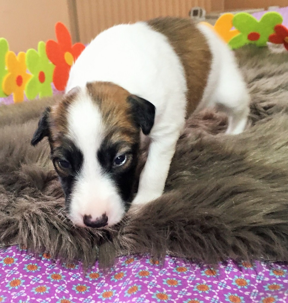 Leben vom schwarzen Schwan