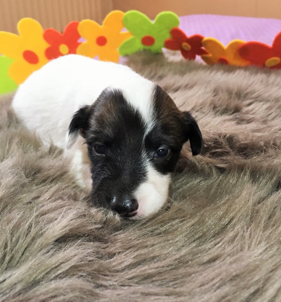 Luftballons vom schwarzen Schwan