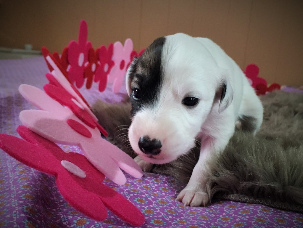 Loreley vom schwarzen Schwan