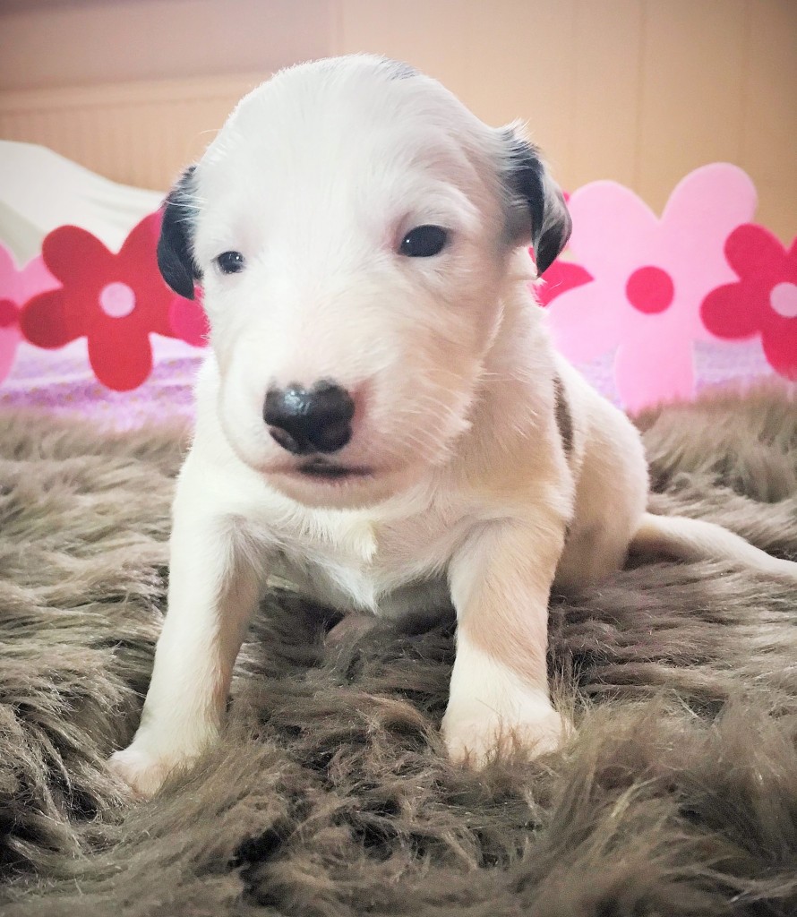 Liebes vom schwarzen Schwan