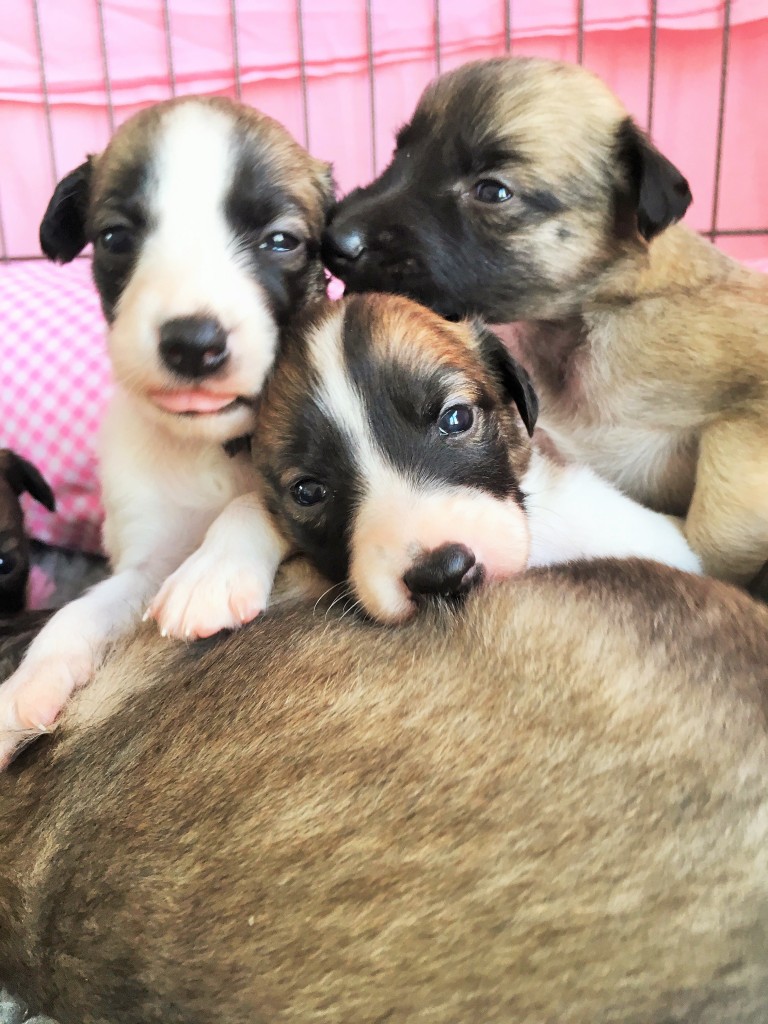 Kleine Elfe, Klarheit und Königin