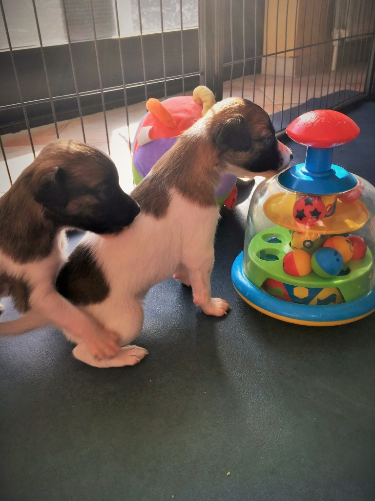 Konzert und Königin