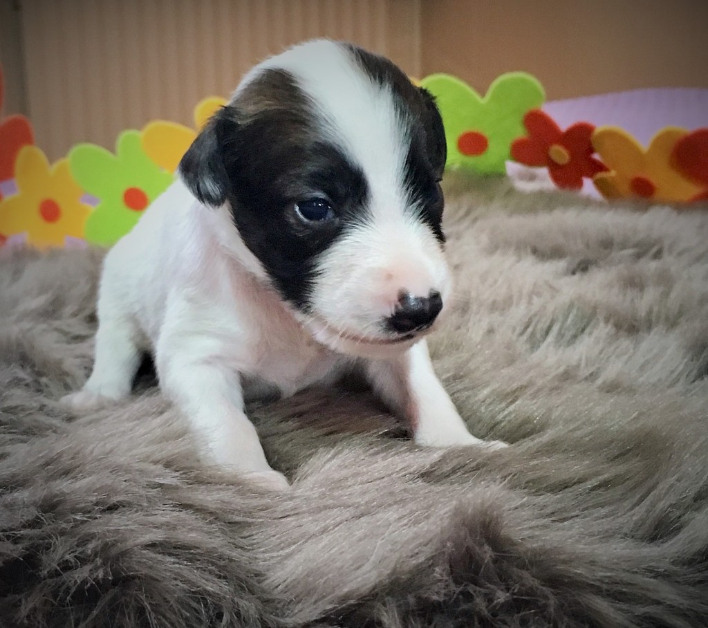 Lütt Jan vom schwarzen Schwan