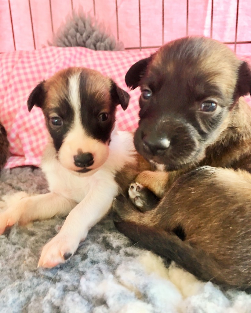 Königin und Kleiner Wolf