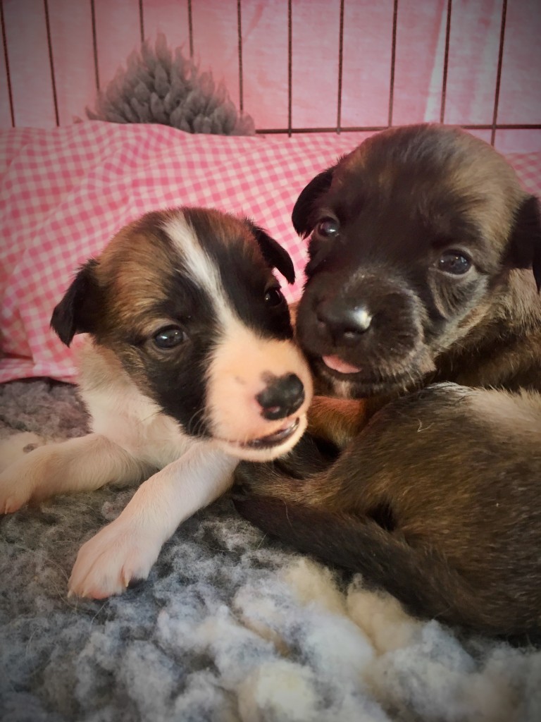 Königin und kleiner Wolf