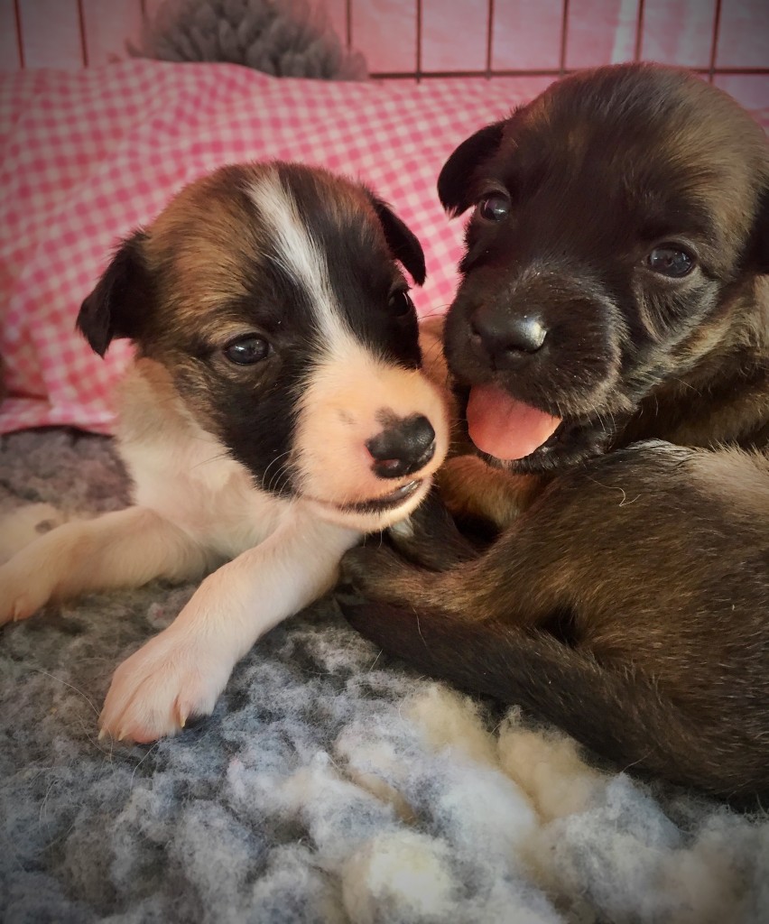 Königin und Kleiner Wolf